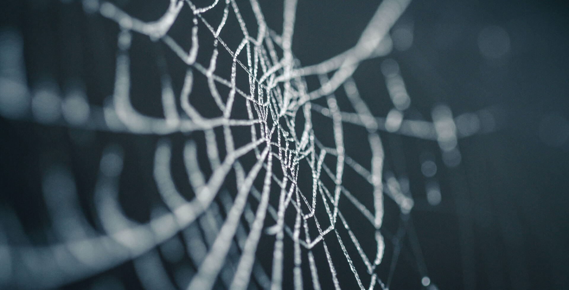 有機農法施作有助於提升茶園蜘蛛多樣性 1 spider