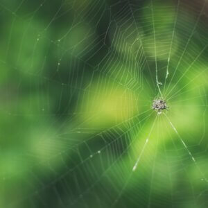 有機農法施作有助於提升茶園蜘蛛多樣性