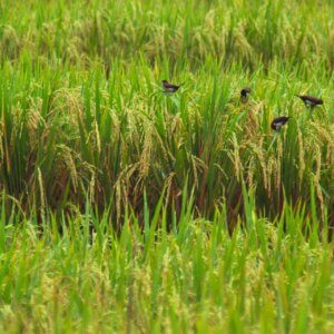 不同農法對台灣東部水稻田無脊椎動物之影響