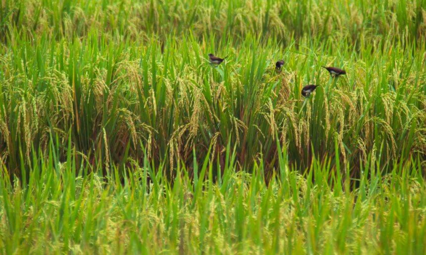 不同農法對台灣東部水稻田無脊椎動物之影響 1 sergio camalich HOa5UmHduRk unsplash