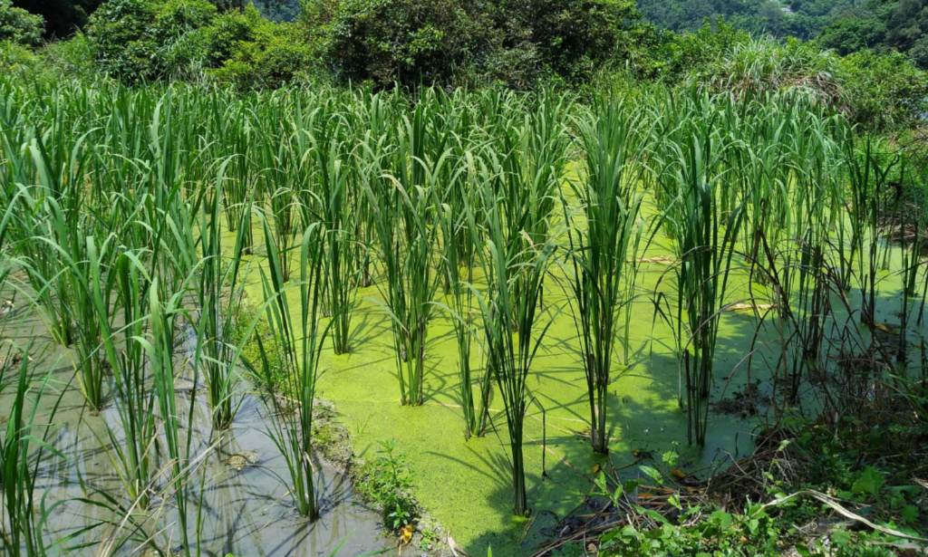 有機與間作模式提高茭白筍田間節肢動物多樣性 1 有機與間作模式提高茭白筍田間節肢動物多樣性