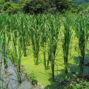有機與間作模式提高茭白筍田間節肢動物多樣性