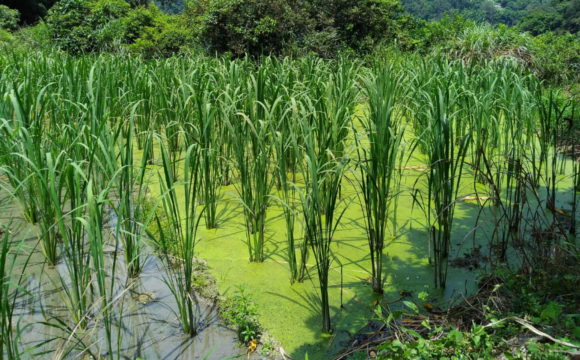 有機與間作模式提高茭白筍田間節肢動物多樣性