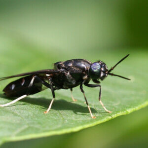 黑水虻在友善農耕上的開發與應用