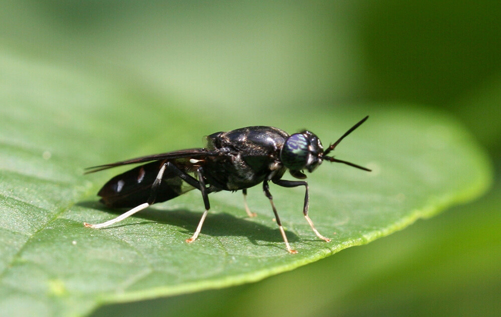 黑水虻在友善農耕上的開發與應用 1 black soldier fly Hermetia illucens 1
