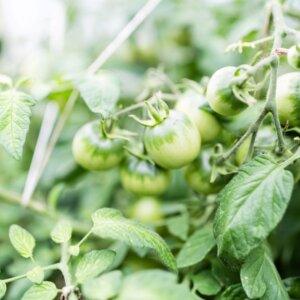 生物農藥在有機農業上的應用方法