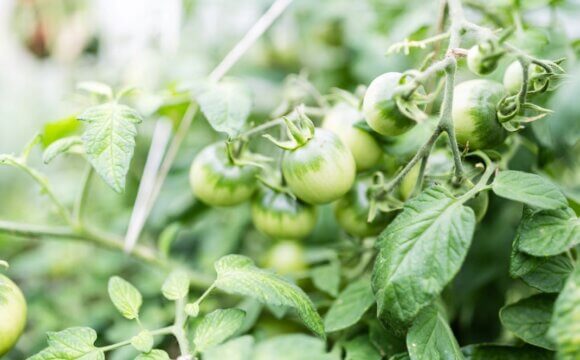 生物農藥在有機農業上的應用方法