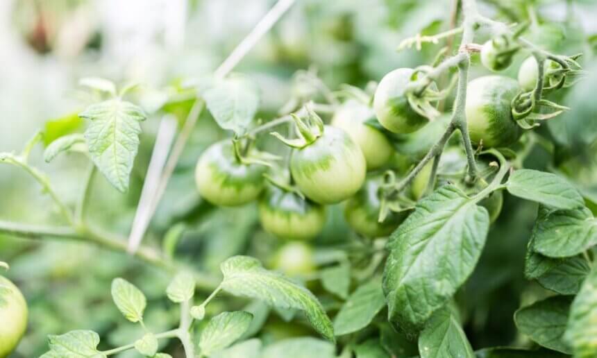 生物農藥在有機農業上的應用方法