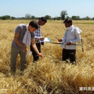 有機農業是發展中經濟體的永續性替代方案