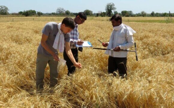 有機農業是發展中經濟體的永續性替代方案