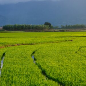 苗栗苑裡水稻友善農耕有益昆蟲之調查