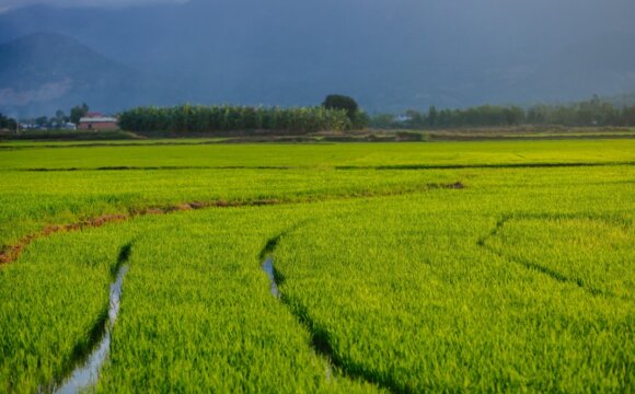 苗栗苑裡水稻友善農耕有益昆蟲之調查