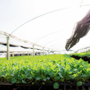 歐盟促進有機農業的2021行動方案