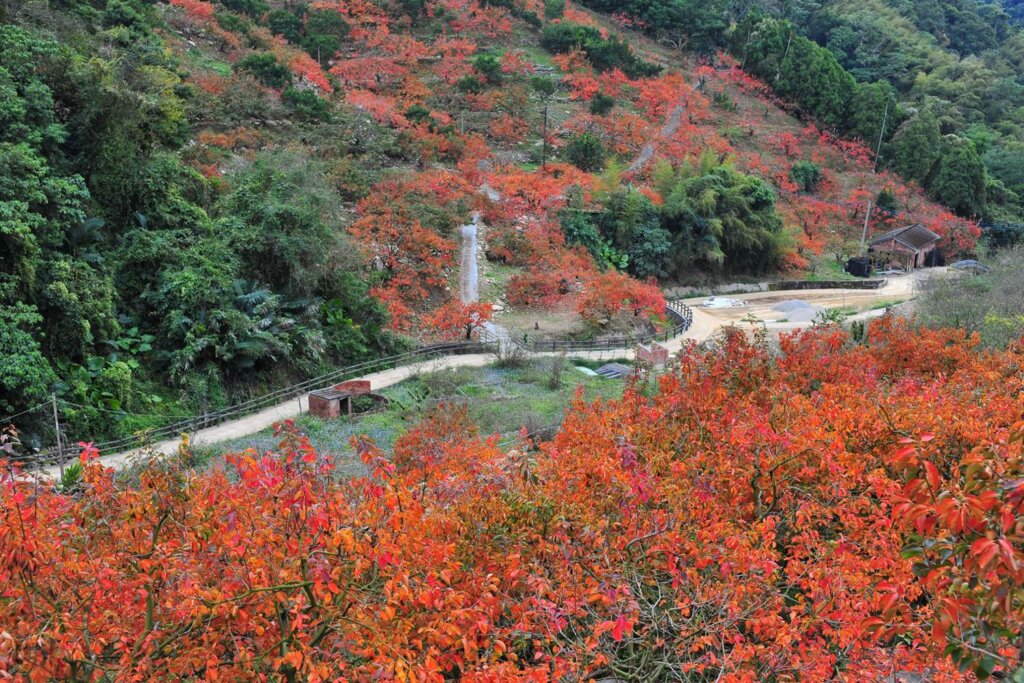 就是韌性-有機農業對水逆境的調適力 4 01 公老坪柿子果園生產地景