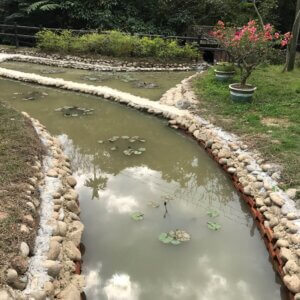 就是韌性-有機農業對水逆境的調適力 2 02 公老坪 生態水池改善前