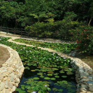 就是韌性-有機農業對水逆境的調適力 3 03 公老坪 生態水池改善後