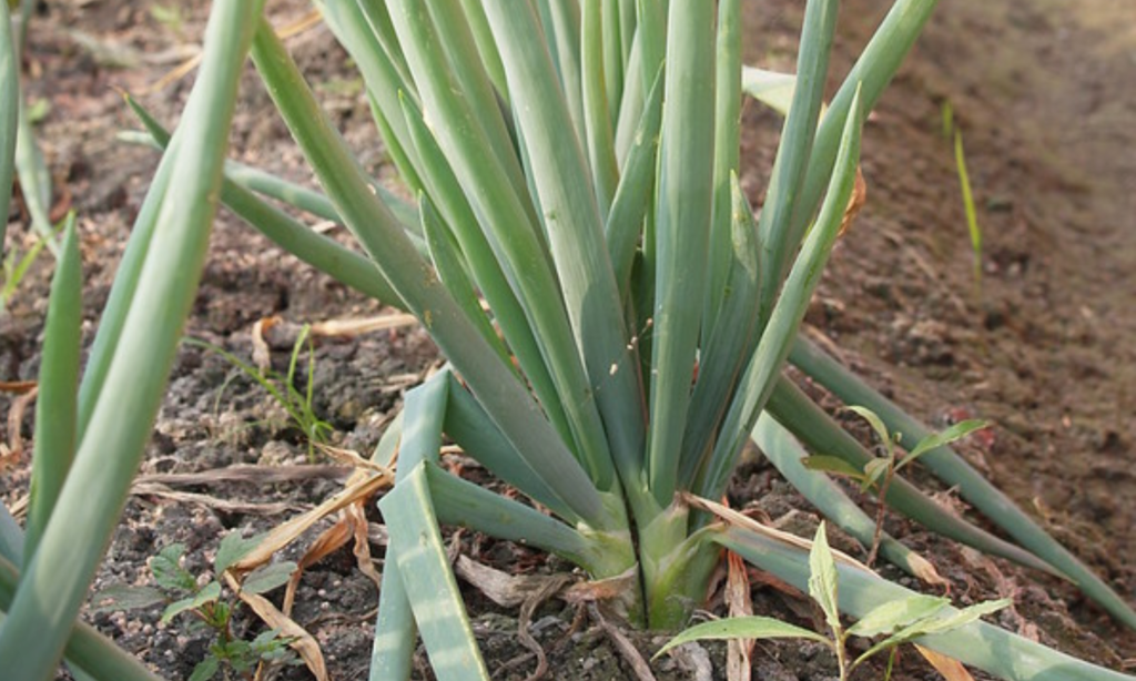 青蔥（Allium fistulosum L.）設施有機栽培肥培管理技術研究