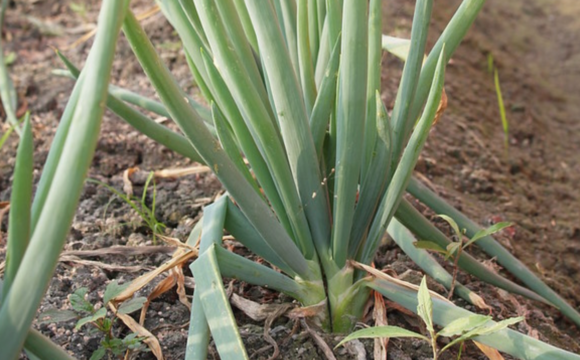 青蔥設施有機栽培肥培管理技術研究