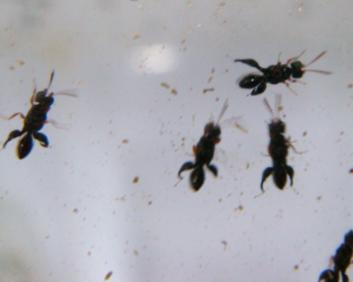 格氏突闊小蜂成蟲。