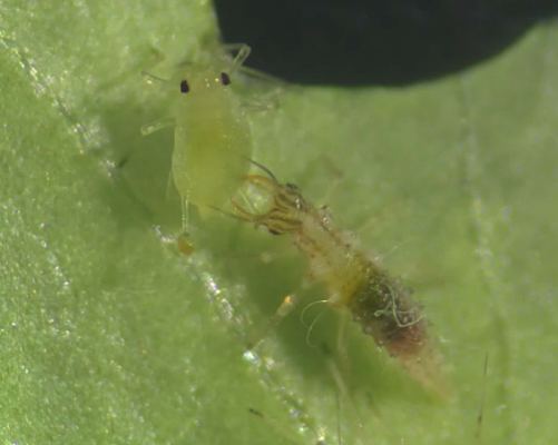 草蛉幼蟲捕食蚜蟲