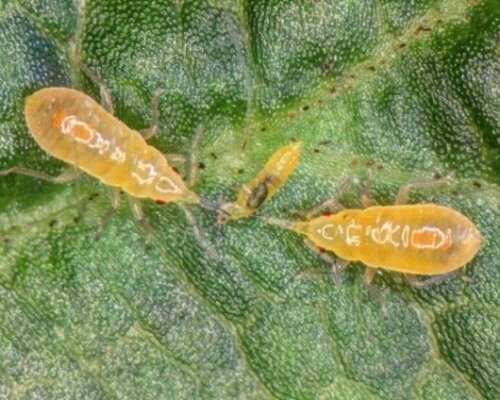 南方小黑花椿象若蟲搶著捕食同一隻台灣花薊馬