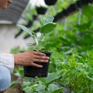 有機農業促進區的規劃課題分析