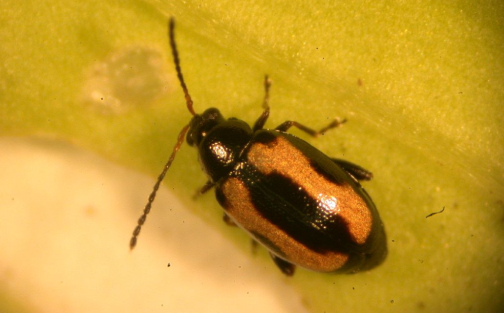 新型木醋液配方應用於蔬菜有機栽培之初步結果