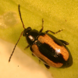 新型木醋液配方應用於蔬菜有機栽培之初步結果