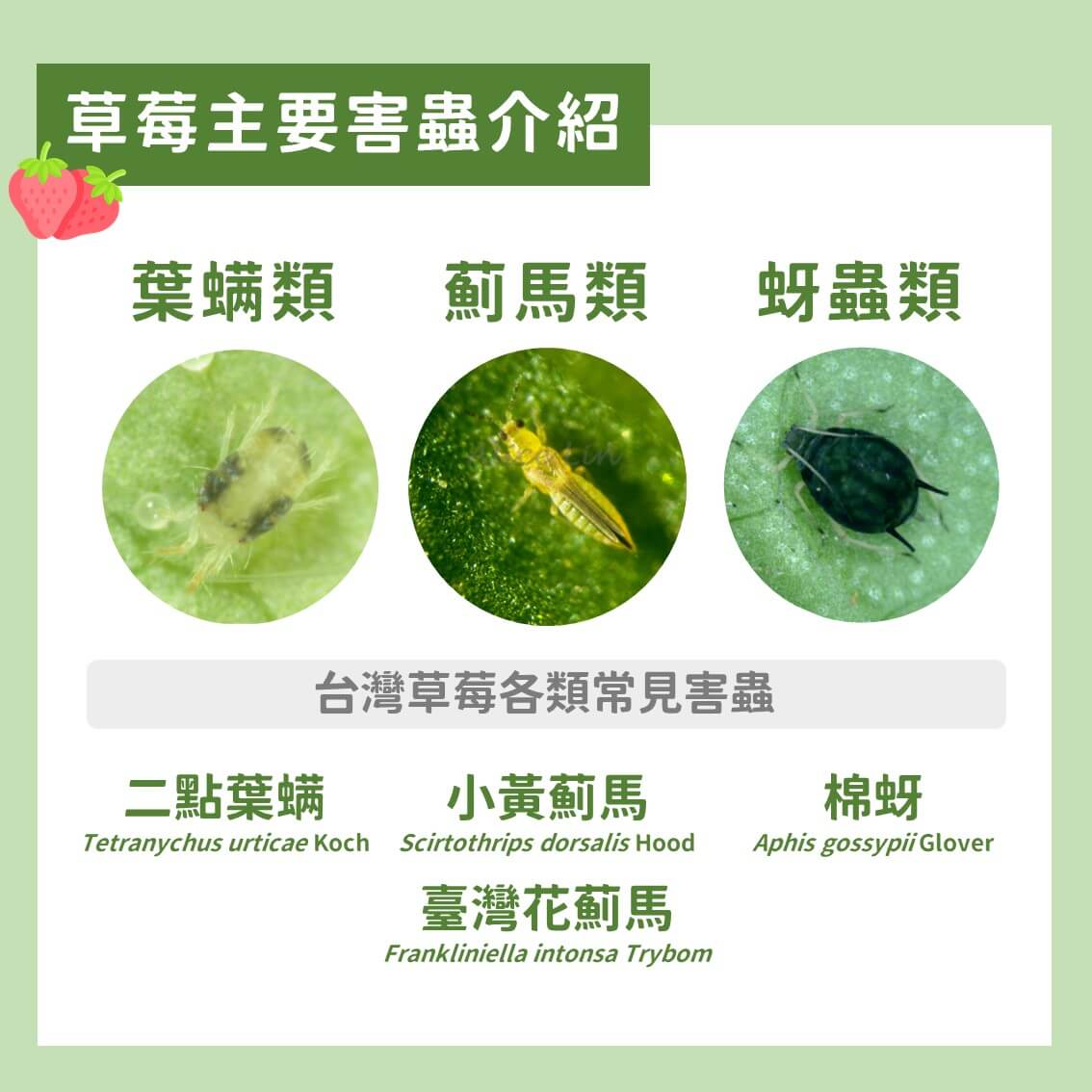 草苺主要蟲害之友善管理：植物油混方應用