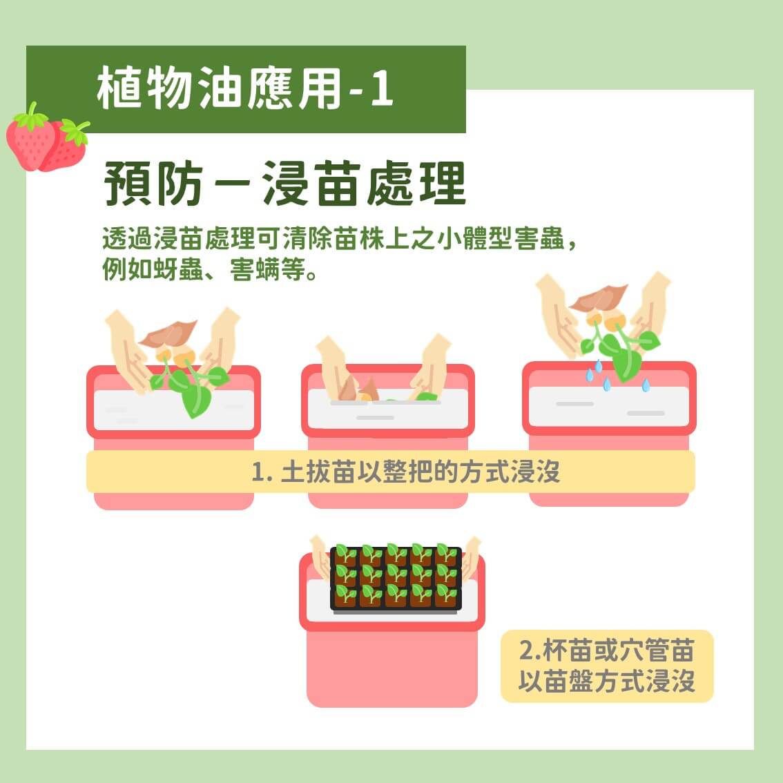 草苺主要蟲害之友善管理：植物油混方應用