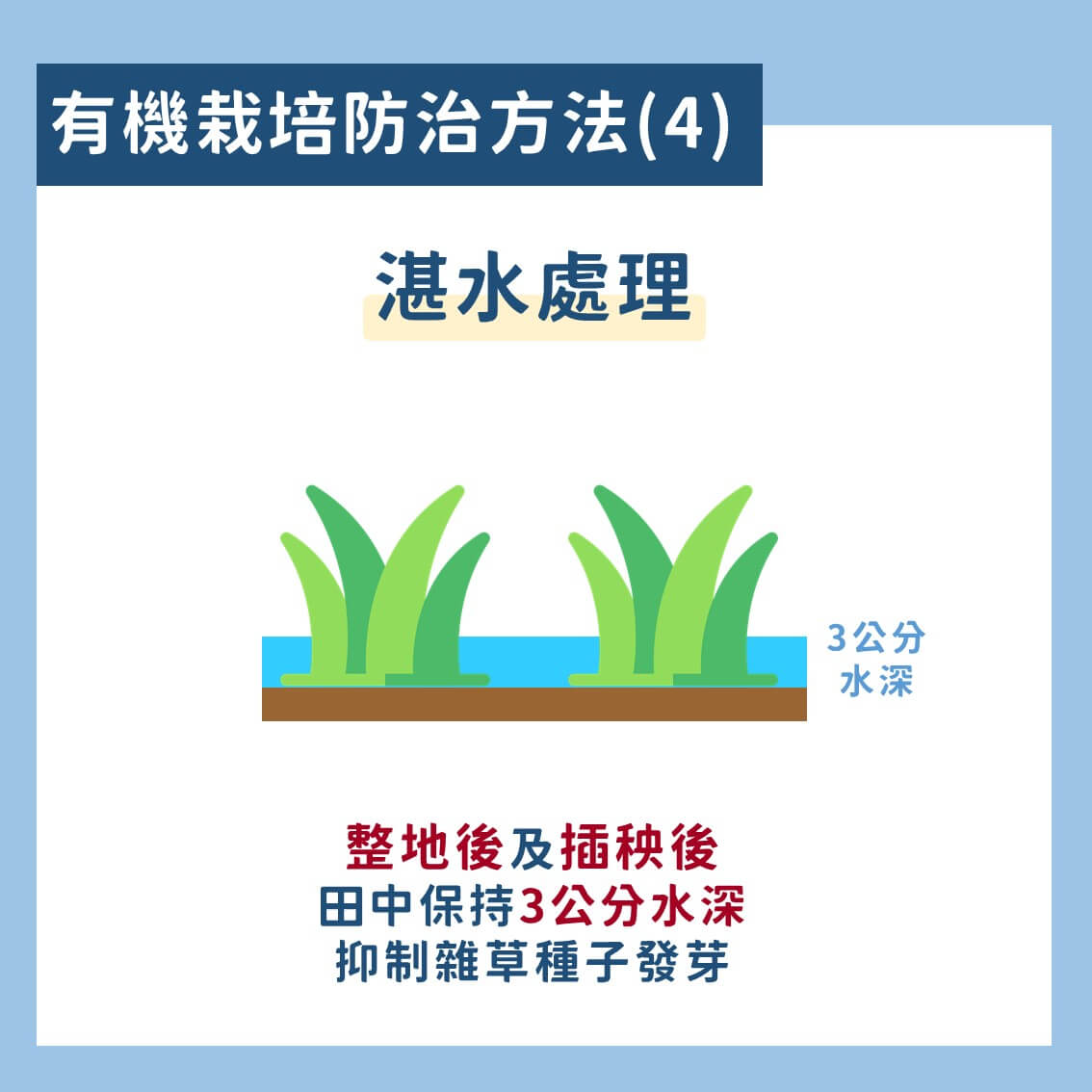 台灣常見的水稻有機栽培雜草防治技術 6 水稻有機栽培雜草防治技術
