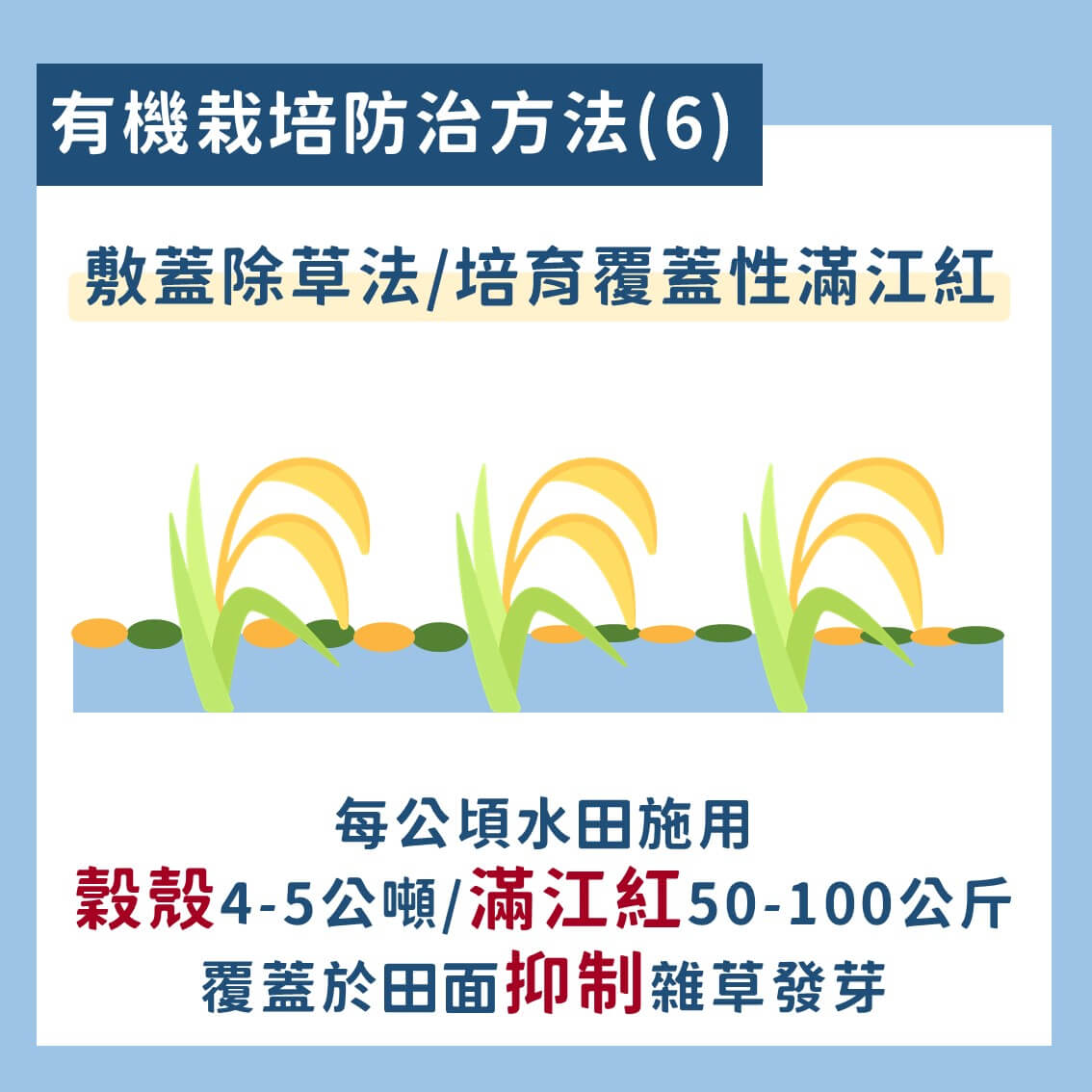 台灣常見的水稻有機栽培雜草防治技術 8 水稻有機栽培雜草防治技術