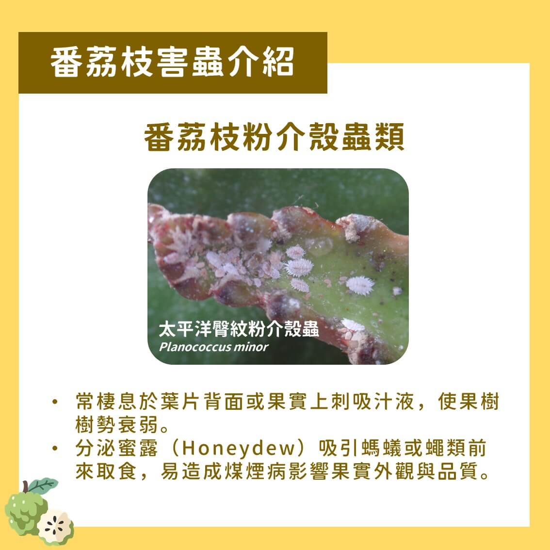 番荔枝粉介殼蟲之友善管理－青梅蒸出液的應用