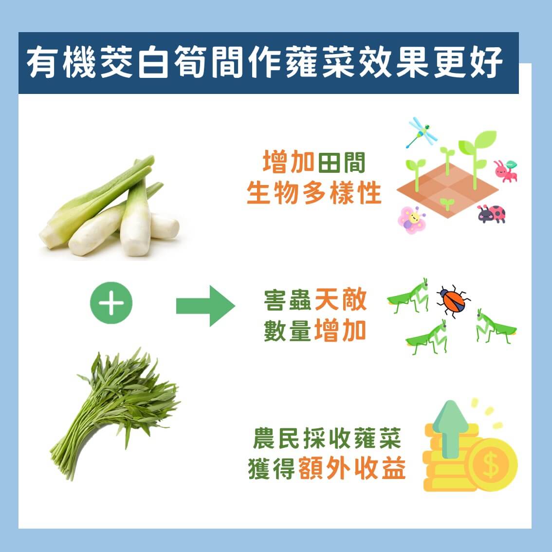 有機耕作對茭白筍田的正向影響