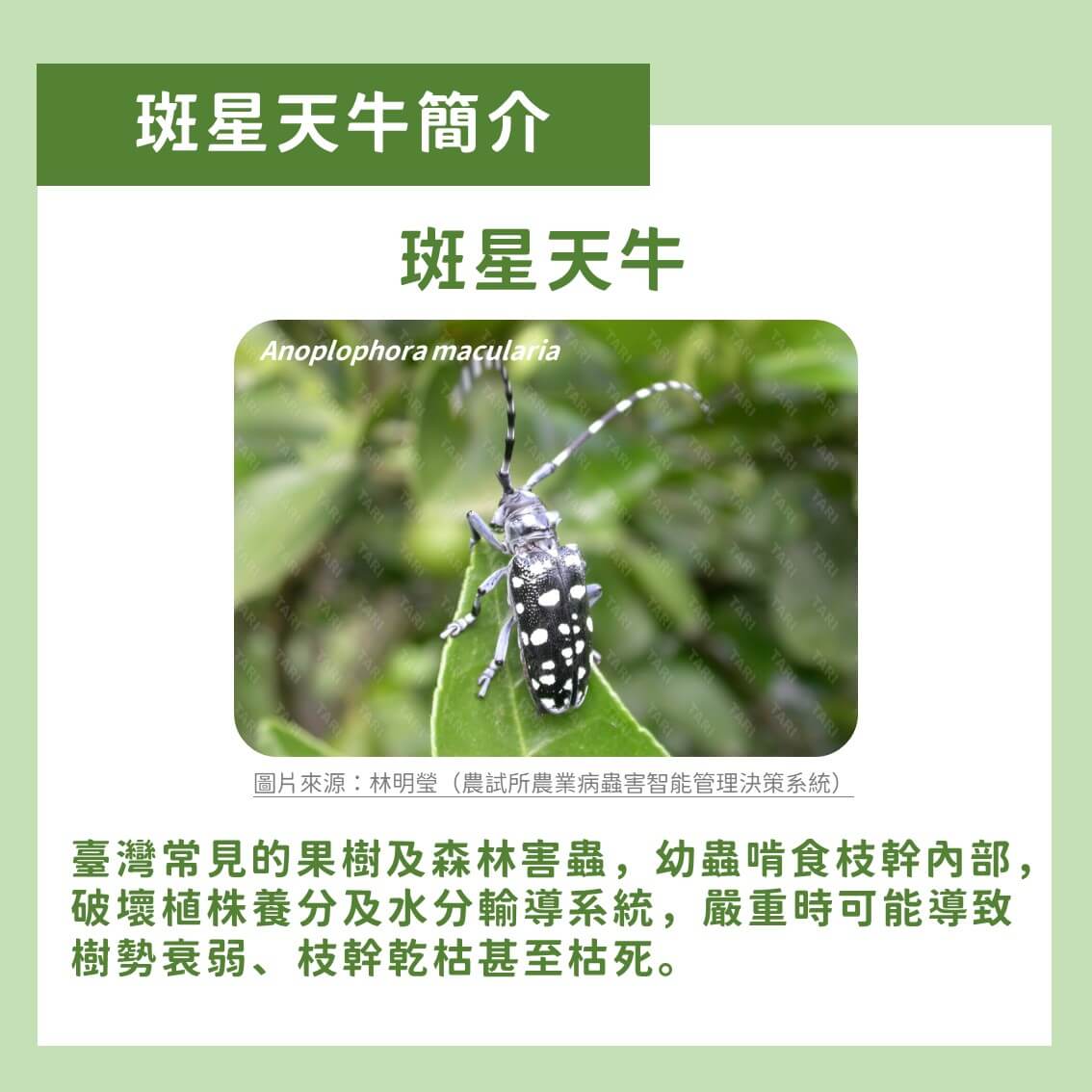 創新策略！斑星天牛的友善防治：高壓空氣灌注法