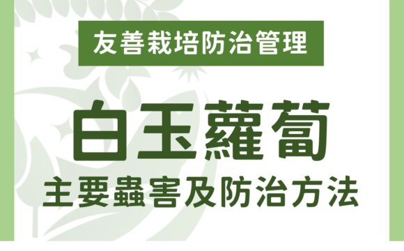 白玉蘿蔔有機及友善栽培：主要蟲害及防治方法