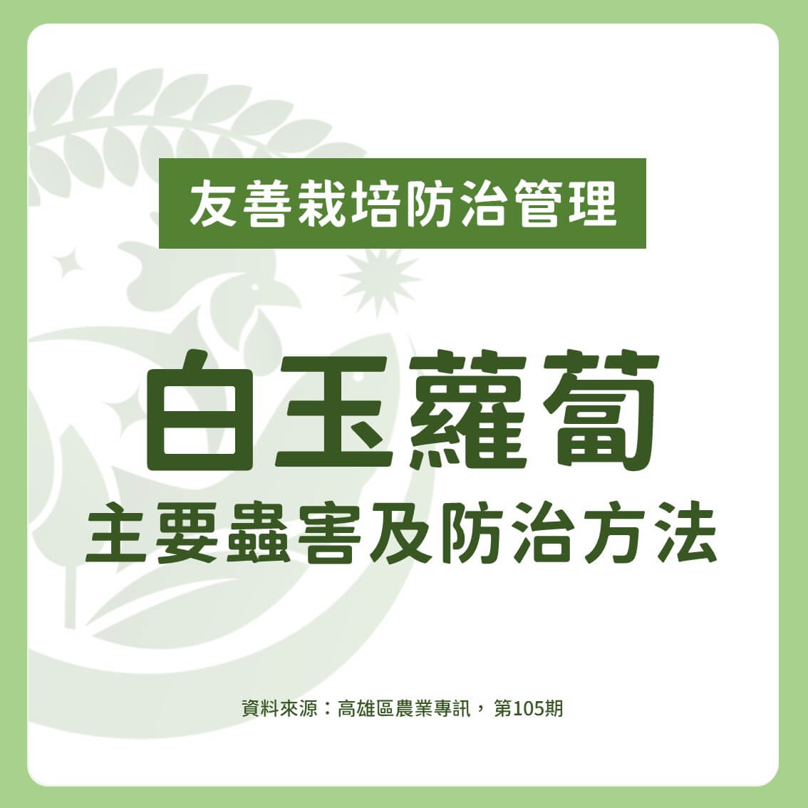 白玉蘿蔔有機及友善栽培：主要蟲害及防治方法