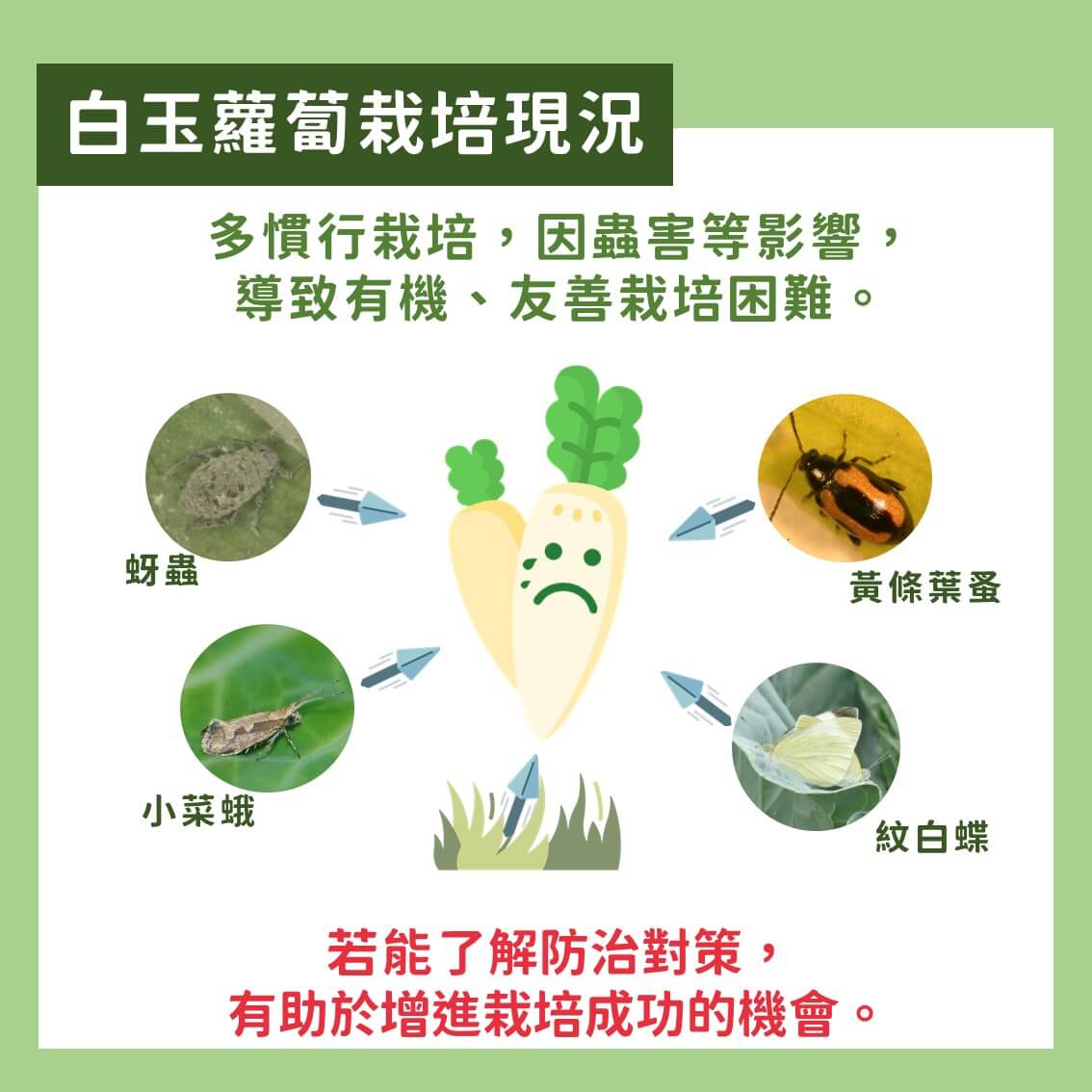 白玉蘿蔔有機及友善栽培：主要蟲害及防治方法