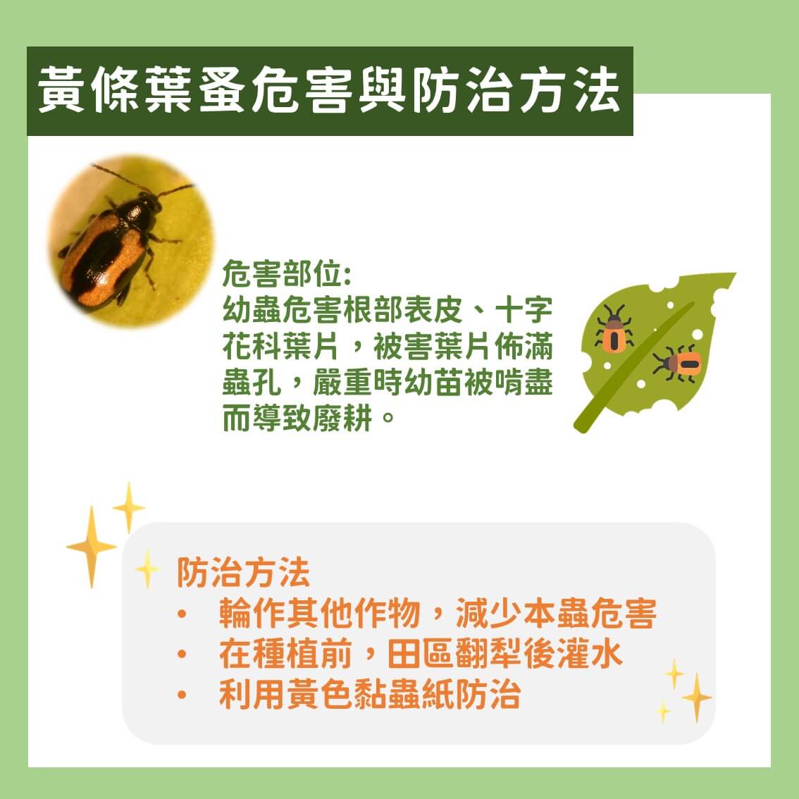 白玉蘿蔔有機及友善栽培：主要蟲害及防治方法