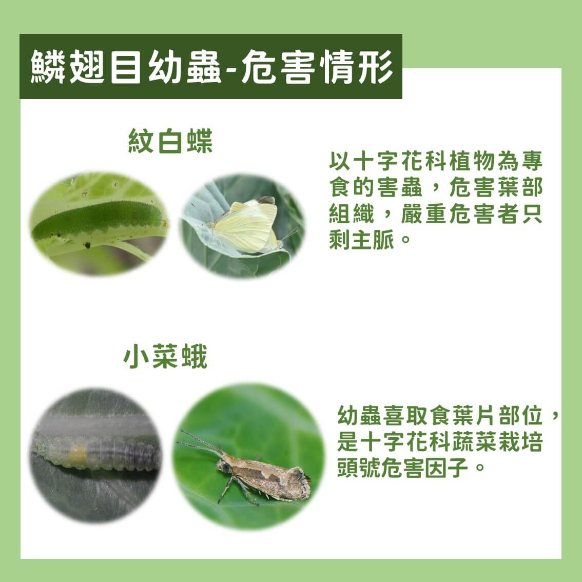 白玉蘿蔔有機及友善栽培：主要蟲害及防治方法