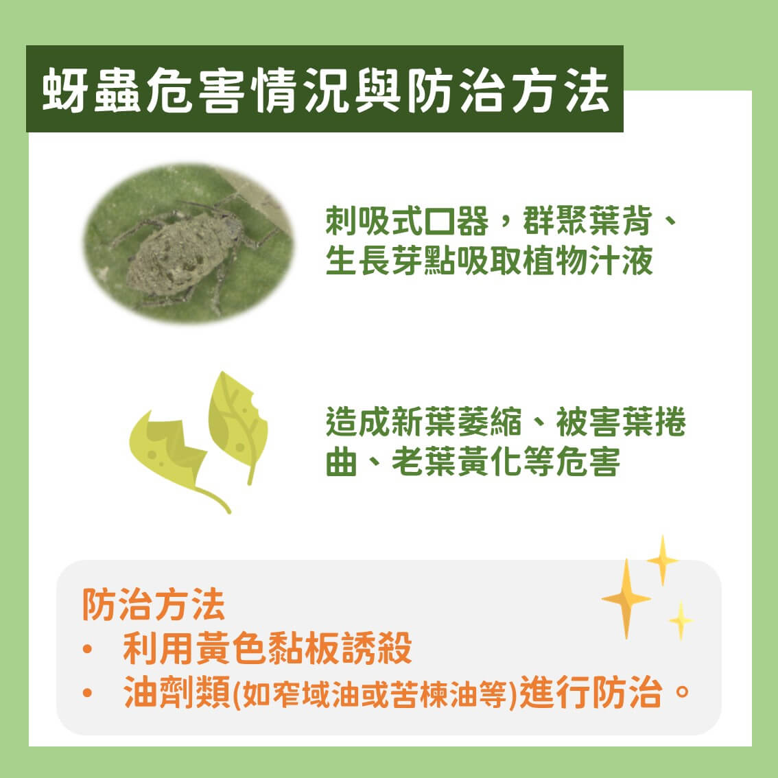 白玉蘿蔔有機及友善栽培：主要蟲害及防治方法