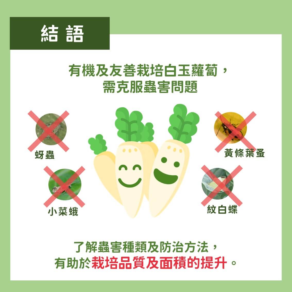 白玉蘿蔔有機及友善栽培：主要蟲害及防治方法
