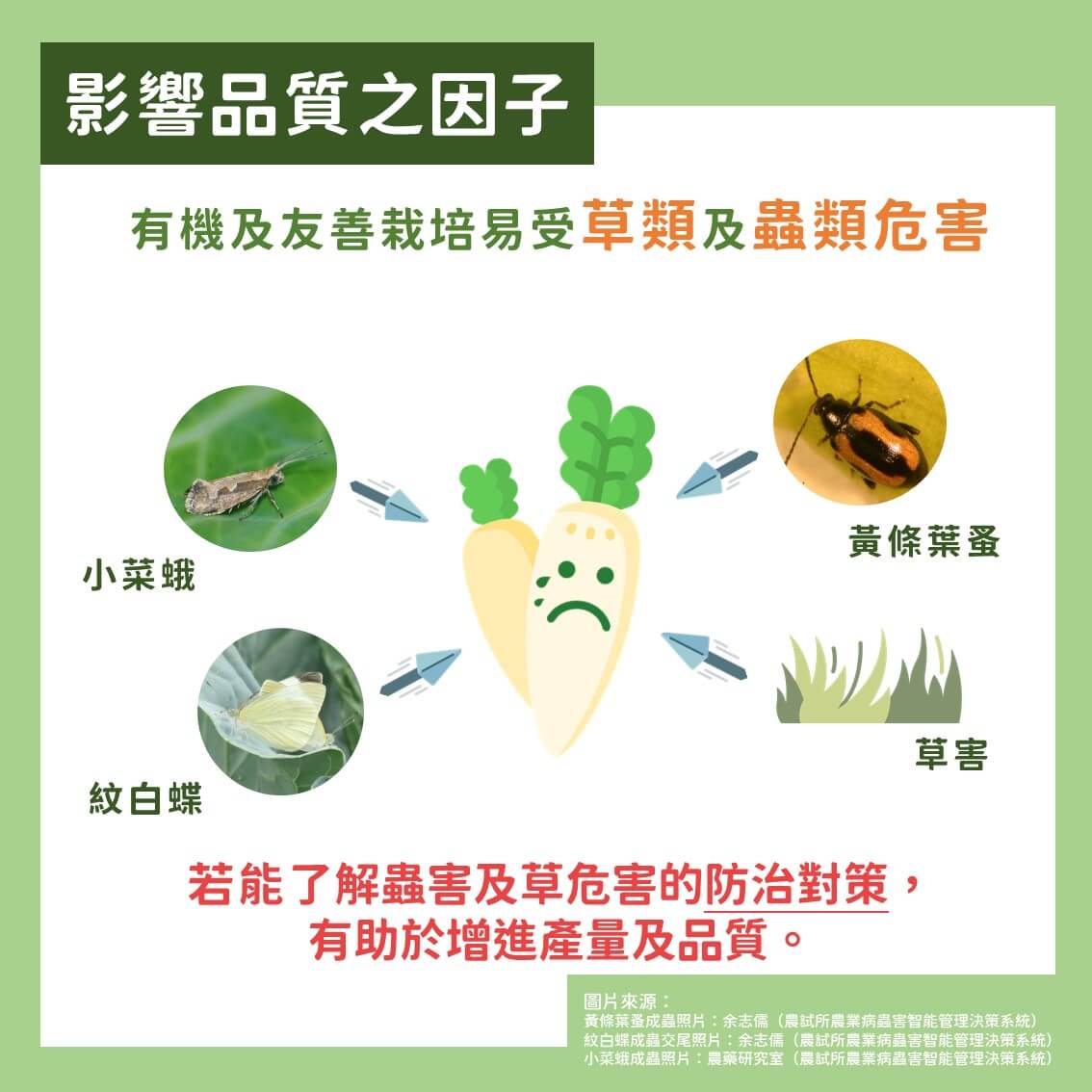 白玉蘿蔔有機及友善栽培：蟲害及草害綜合防治方法