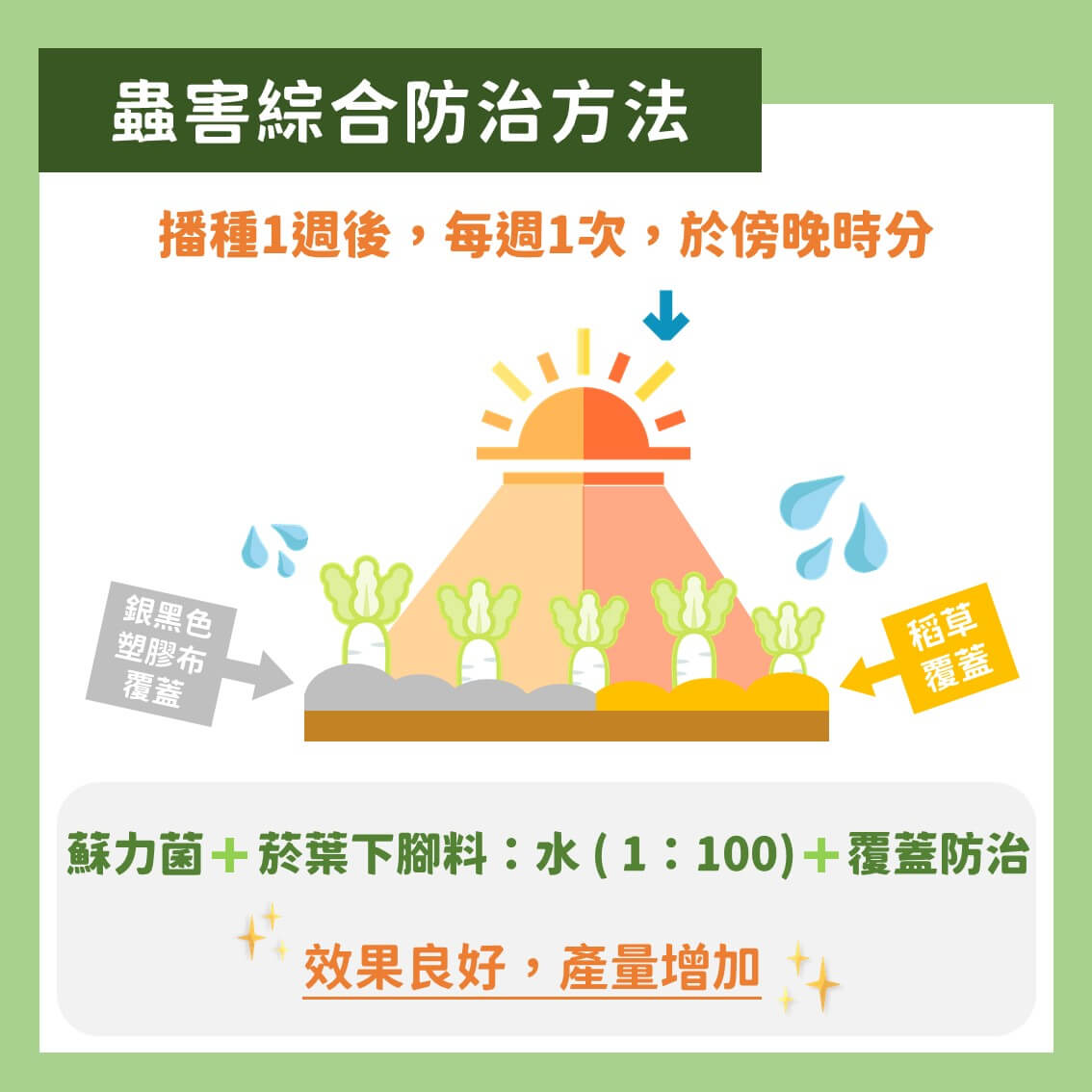 白玉蘿蔔有機及友善栽培：蟲害及草害綜合防治方法