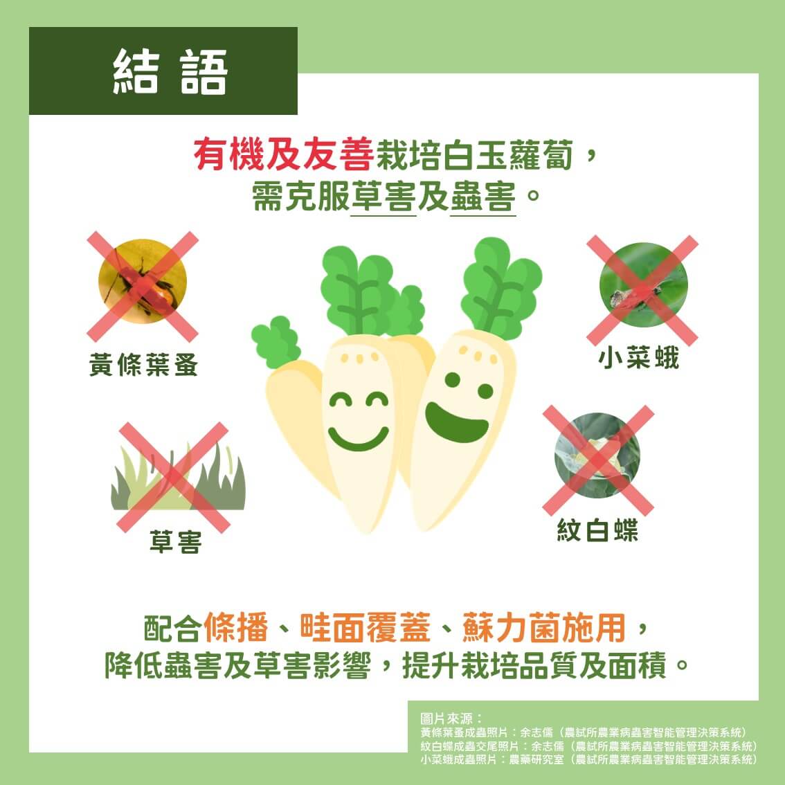 白玉蘿蔔有機及友善栽培：蟲害及草害綜合防治方法