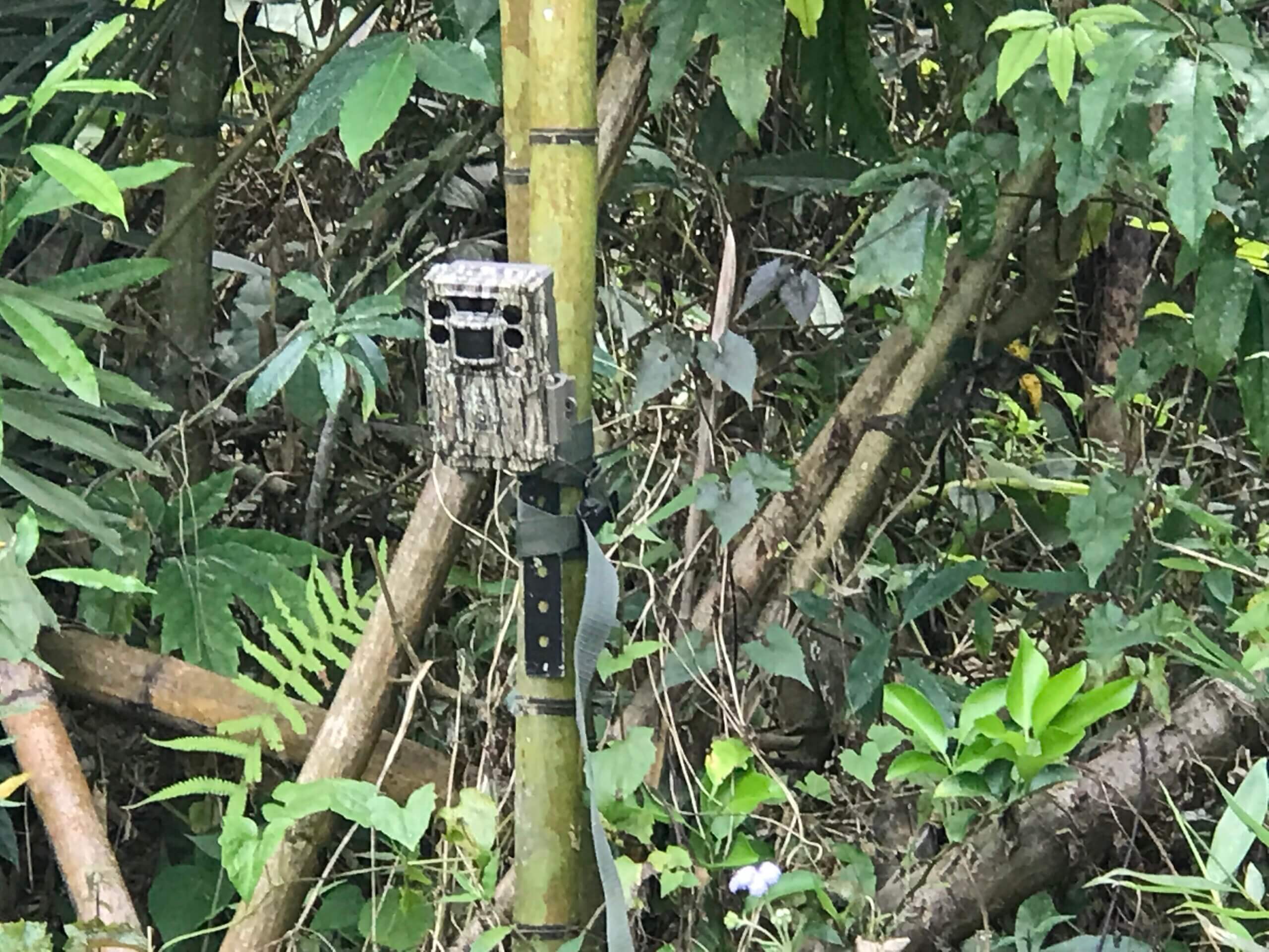 IMG 7953 林務局所架設之拍攝石虎蹤跡攝影機 scaled