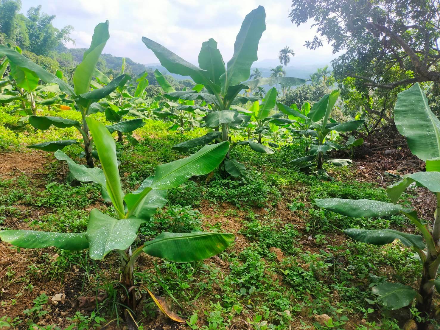 合作社周邊香蕉園照片