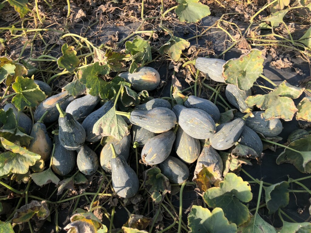 圖五、剛採收準備裝箱的有機南瓜