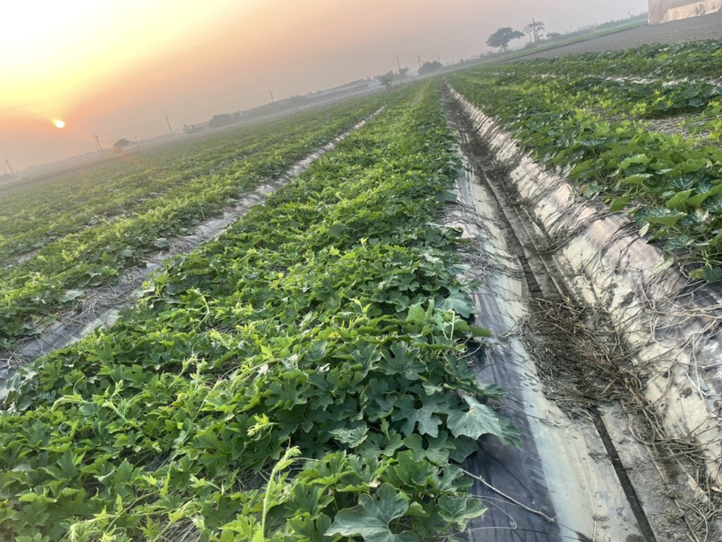 圖三、李場長嘗試出最佳種植方式