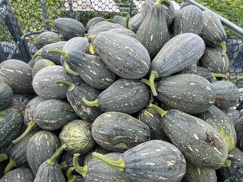 圖一、大小適中、深受消費者喜愛的「阿成」品種南瓜